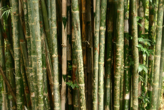 Le bambou - Un choix durable